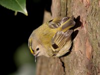 0003 Wintergoldhähnchen